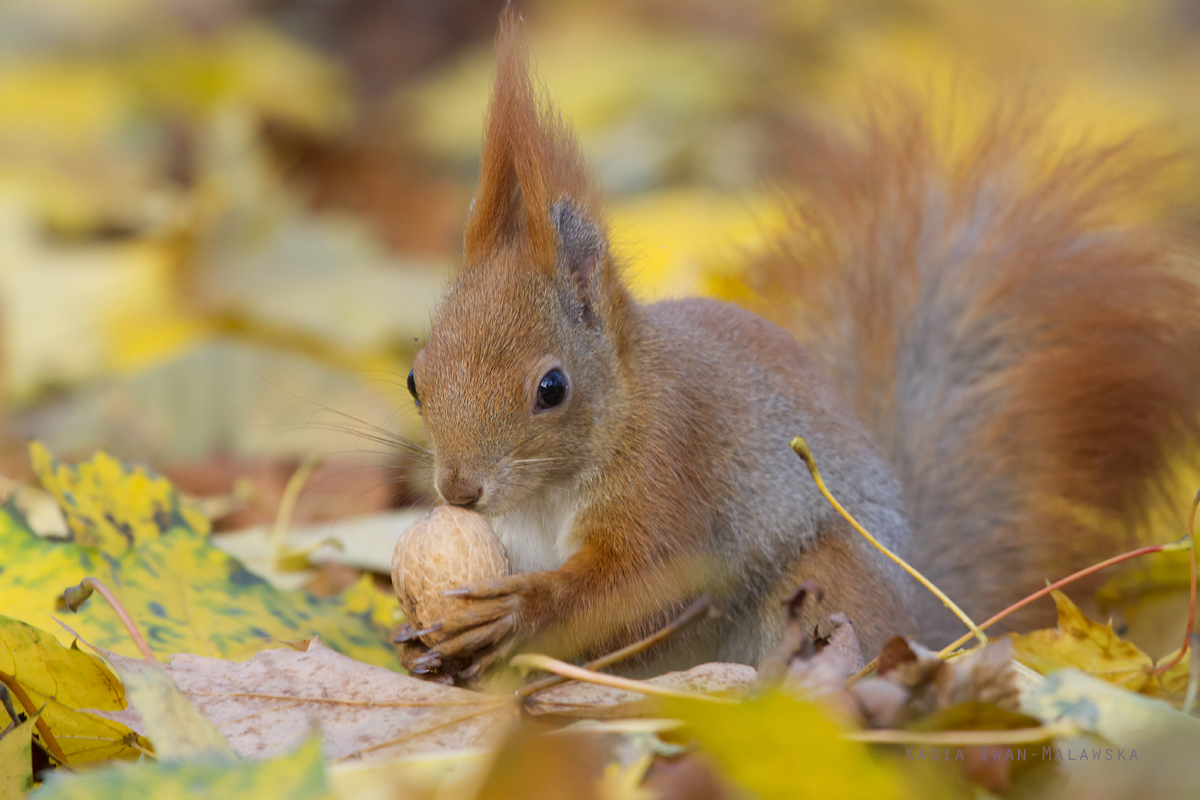 Wiewirka, Sciurus, vulgaris, pospolita, ssaki