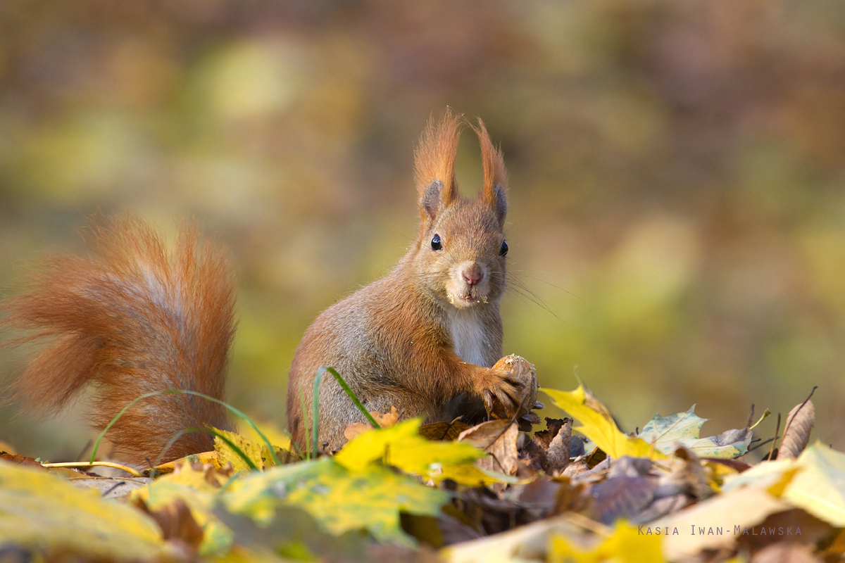 Wiewirka, Sciurus, vulgaris, pospolita, ssaki