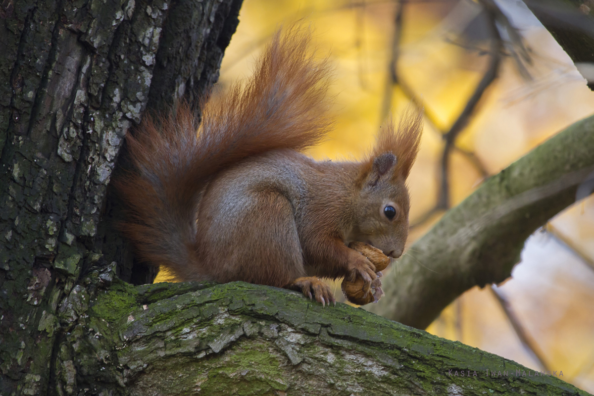 Wiewirka, Sciurus, vulgaris, pospolita, ssaki