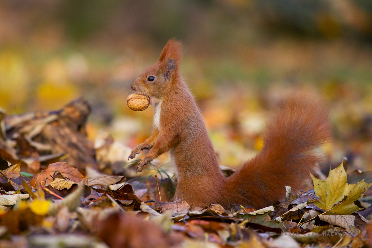 Wiewirka, Sciurus, vulgaris, pospolita, ssaki