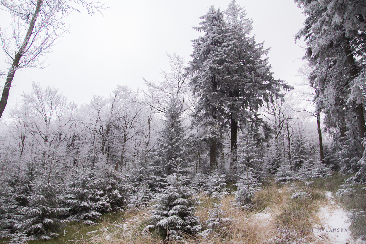 Szyndzielnia, mountain, in, winter, the, Silesian, Beskids