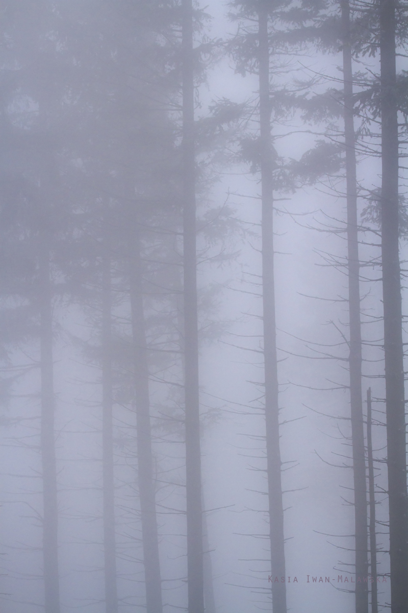 Szyndzielnia, mountain, in, winter, the, Silesian, Beskids