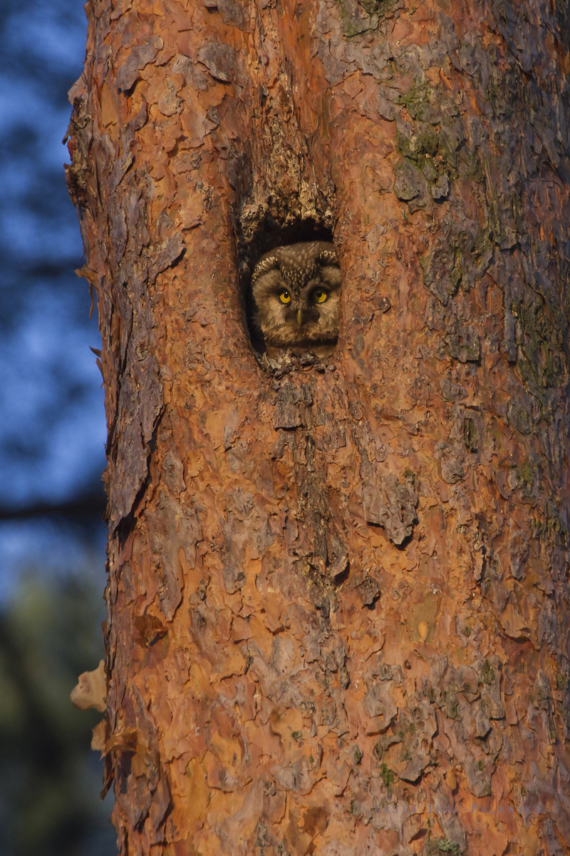 owl, Boreal, Owl, Aegolius, funereus