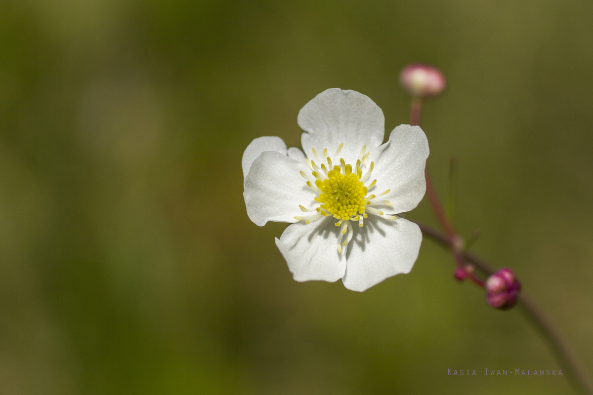 Jaskier, platanolistny, Ranunculus, platanifolius