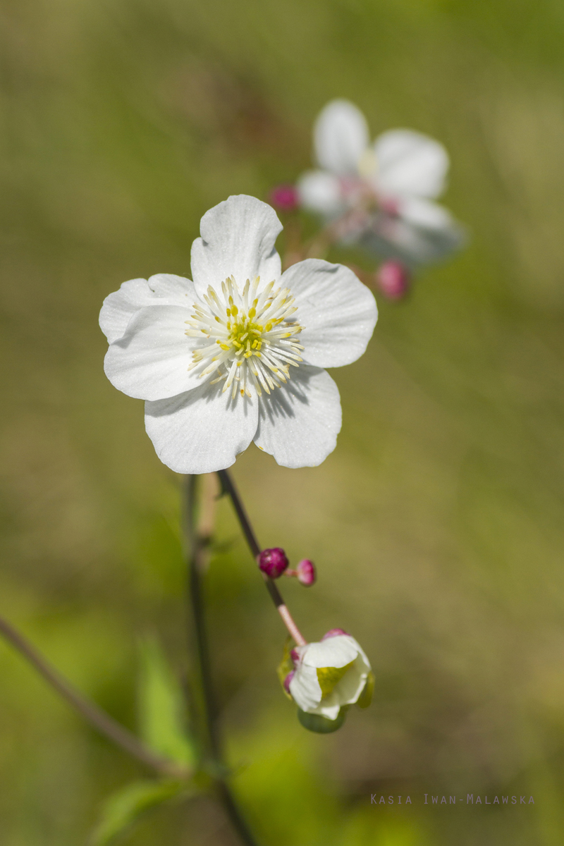 Jaskier, platanolistny, Ranunculus, platanifolius