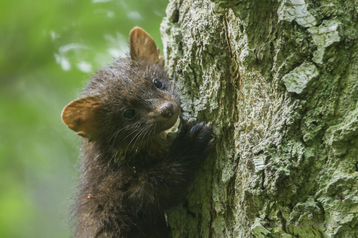 European, Pine, Marten, Martes, martes