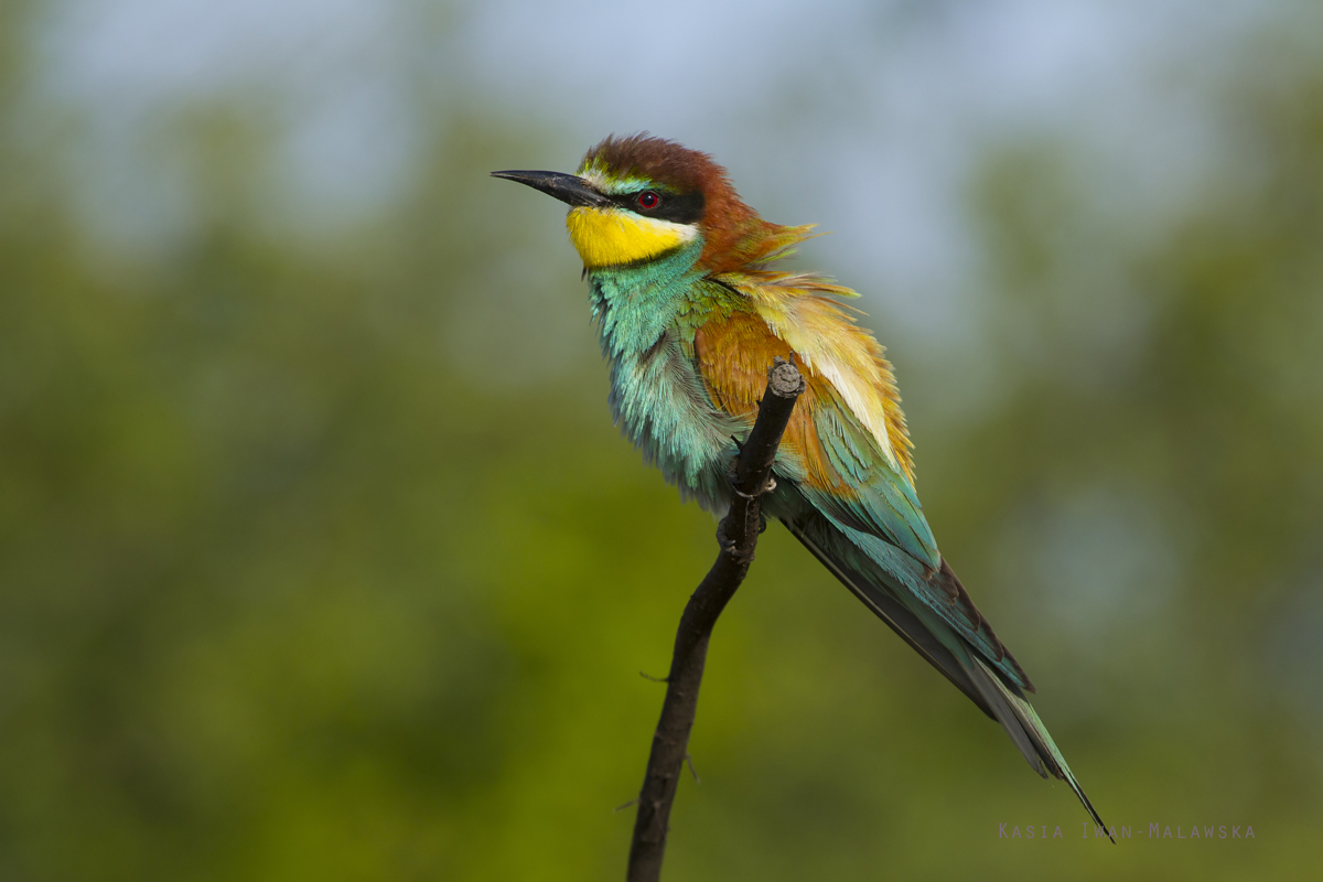 European, Bee-eater, Merops, apiaster