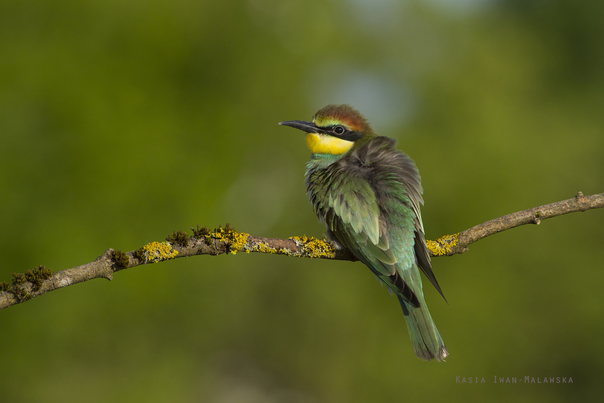 European, Bee-eater, Merops, apiaster