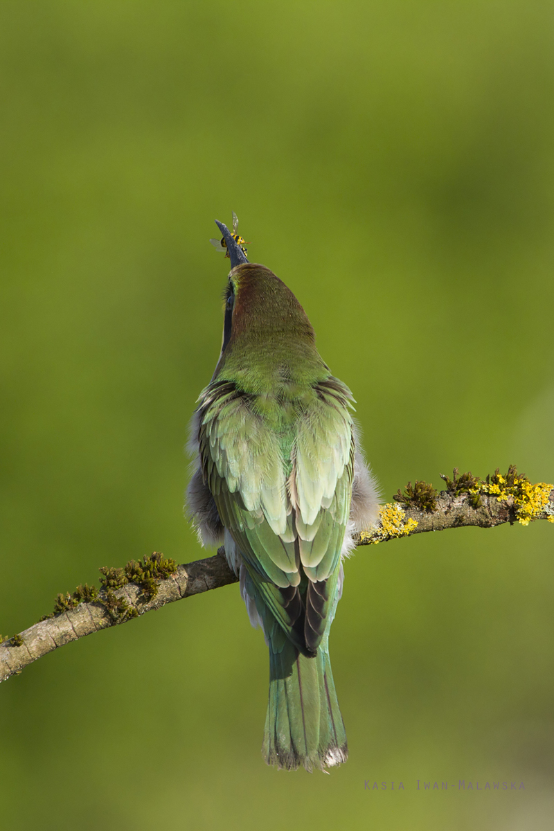 European, Bee-eater, Merops, apiaster