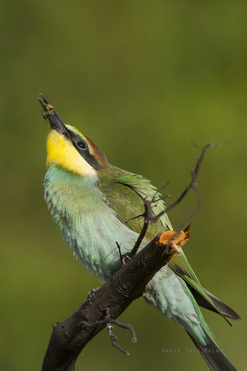 European, Bee-eater, Merops, apiaster