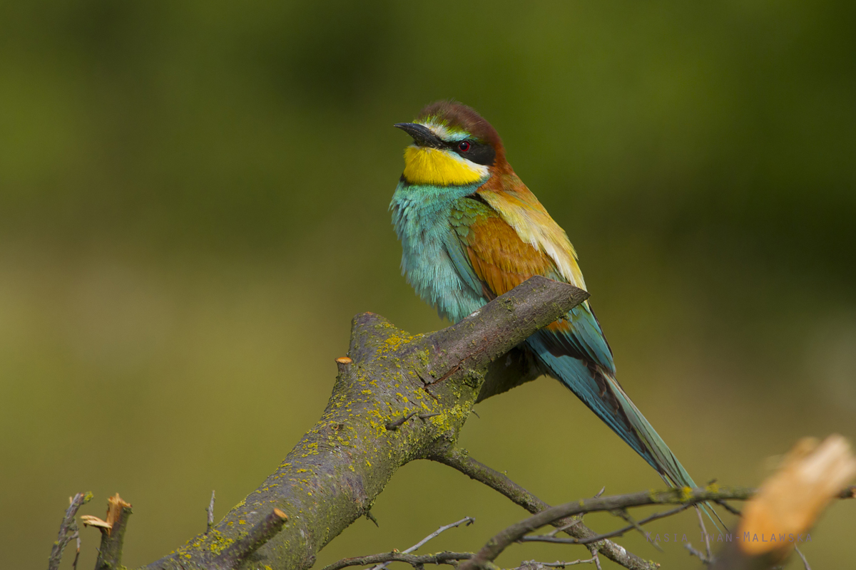 European, Bee-eater, Merops, apiaster