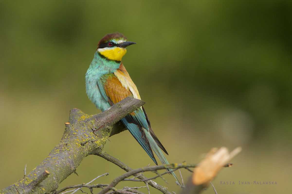 European, Bee-eater, Merops, apiaster