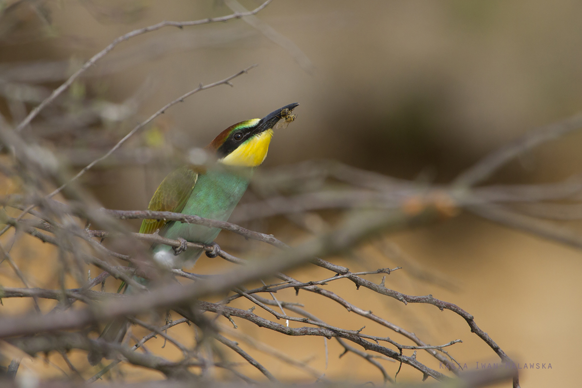 European, Bee-eater, Merops, apiaster