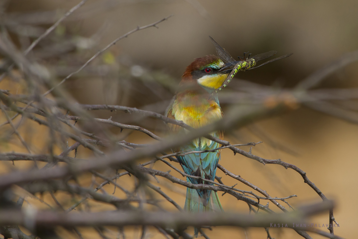 European, Bee-eater, Merops, apiaster