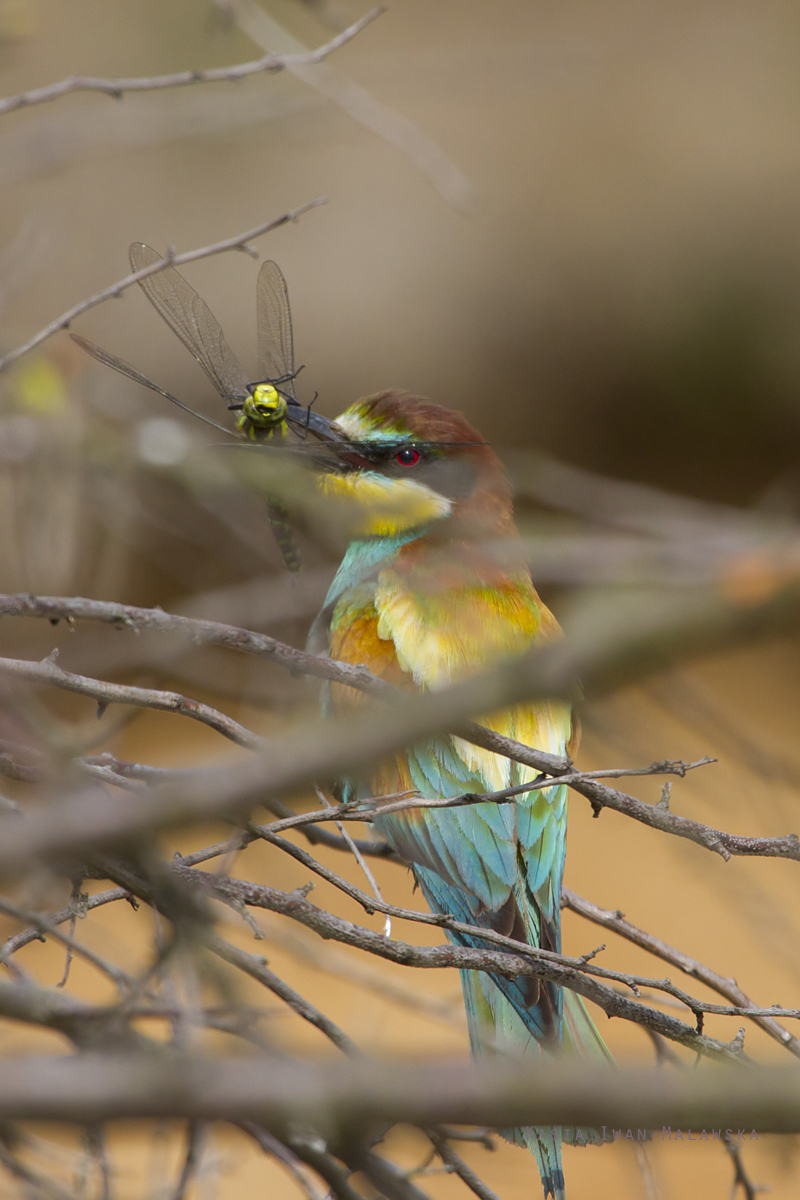 European, Bee-eater, Merops, apiaster