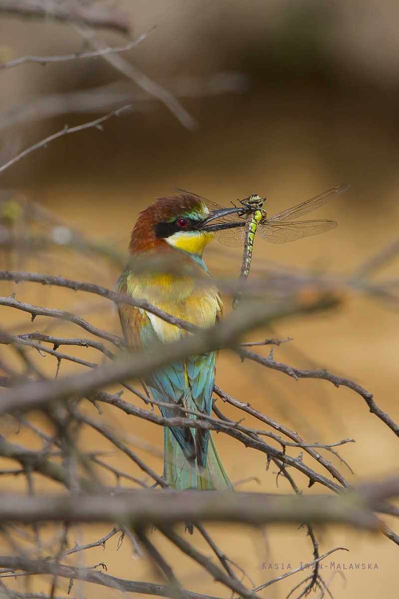 European, Bee-eater, Merops, apiaster