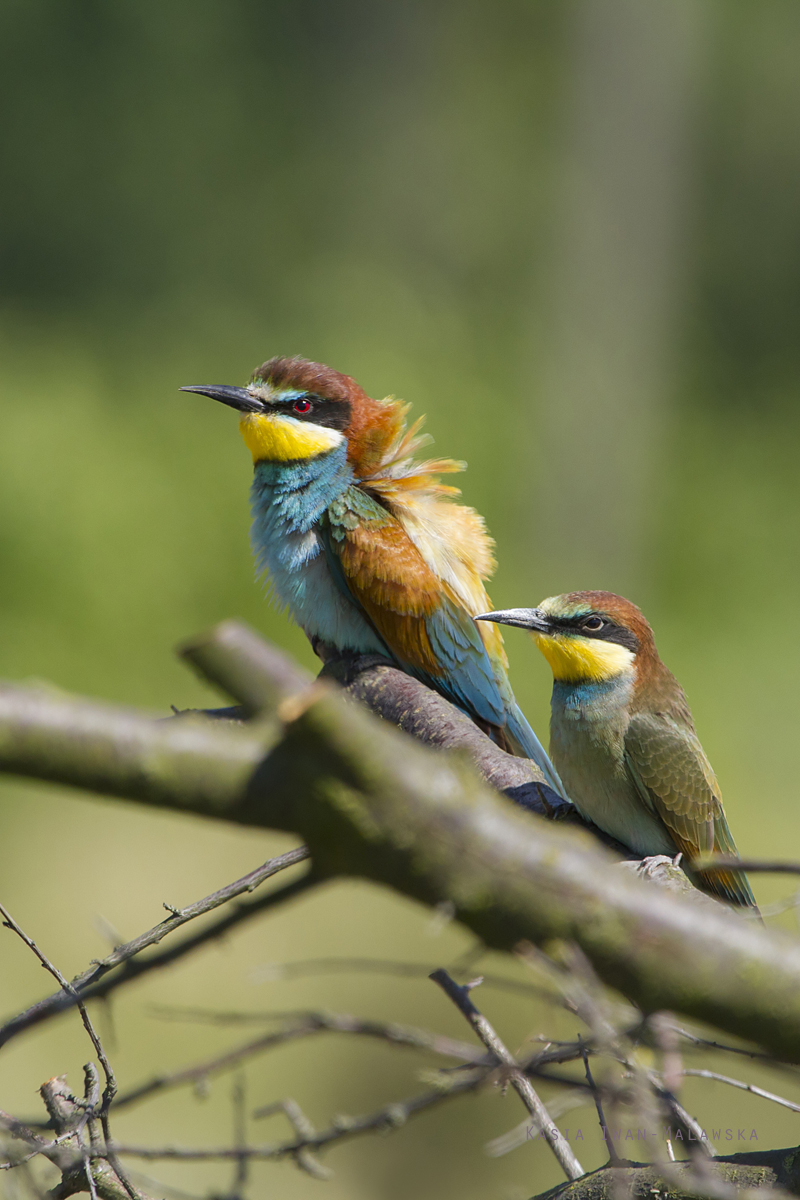 European, Bee-eater, Merops, apiaster