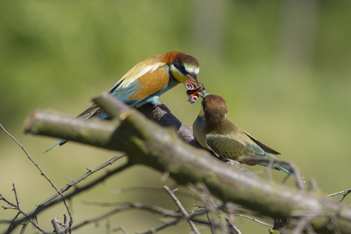 European, Bee-eater, Merops, apiaster