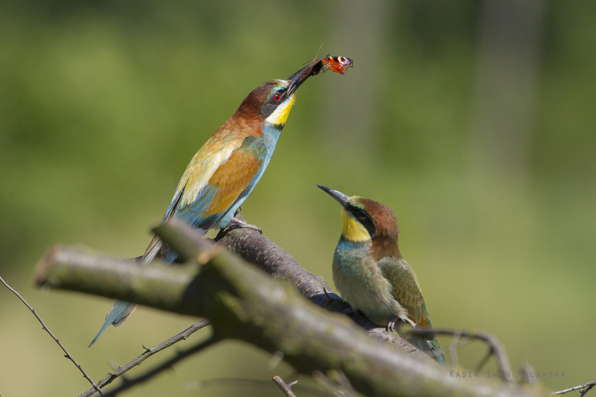 European, Bee-eater, Merops, apiaster