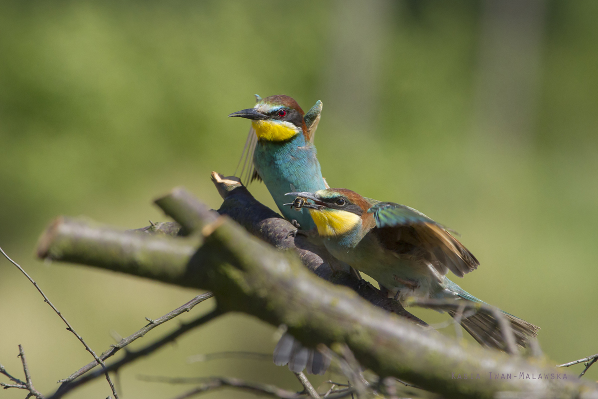 European, Bee-eater, Merops, apiaster