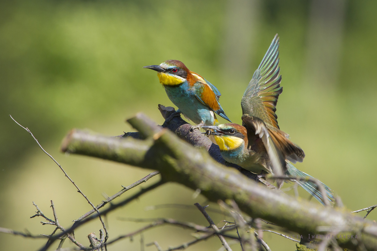 European, Bee-eater, Merops, apiaster