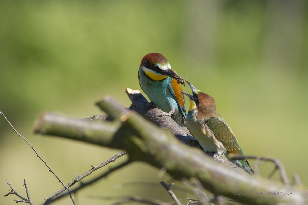 European, Bee-eater, Merops, apiaster