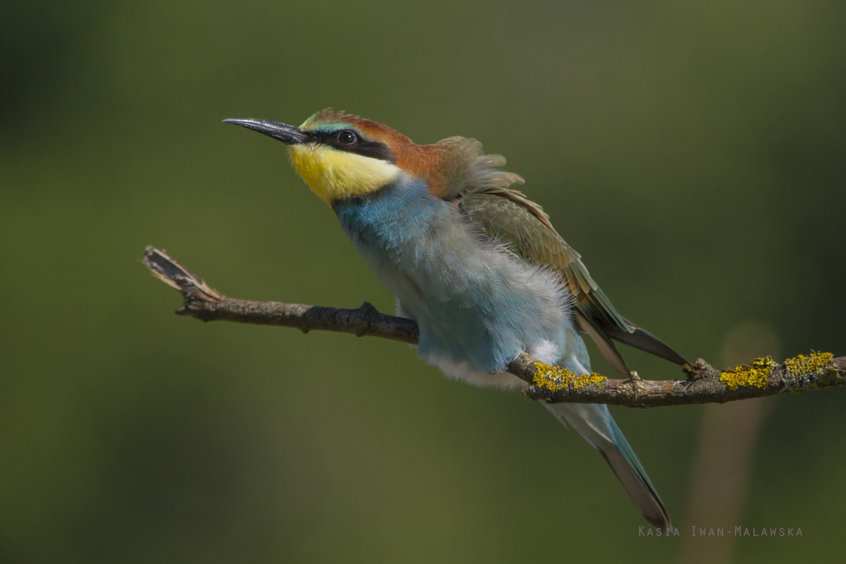 European, Bee-eater, Merops, apiaster