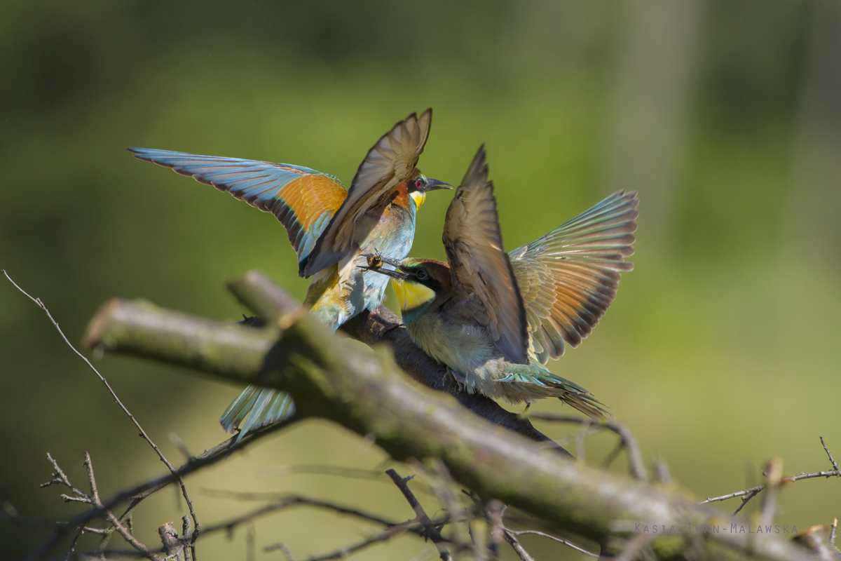 European, Bee-eater, Merops, apiaster