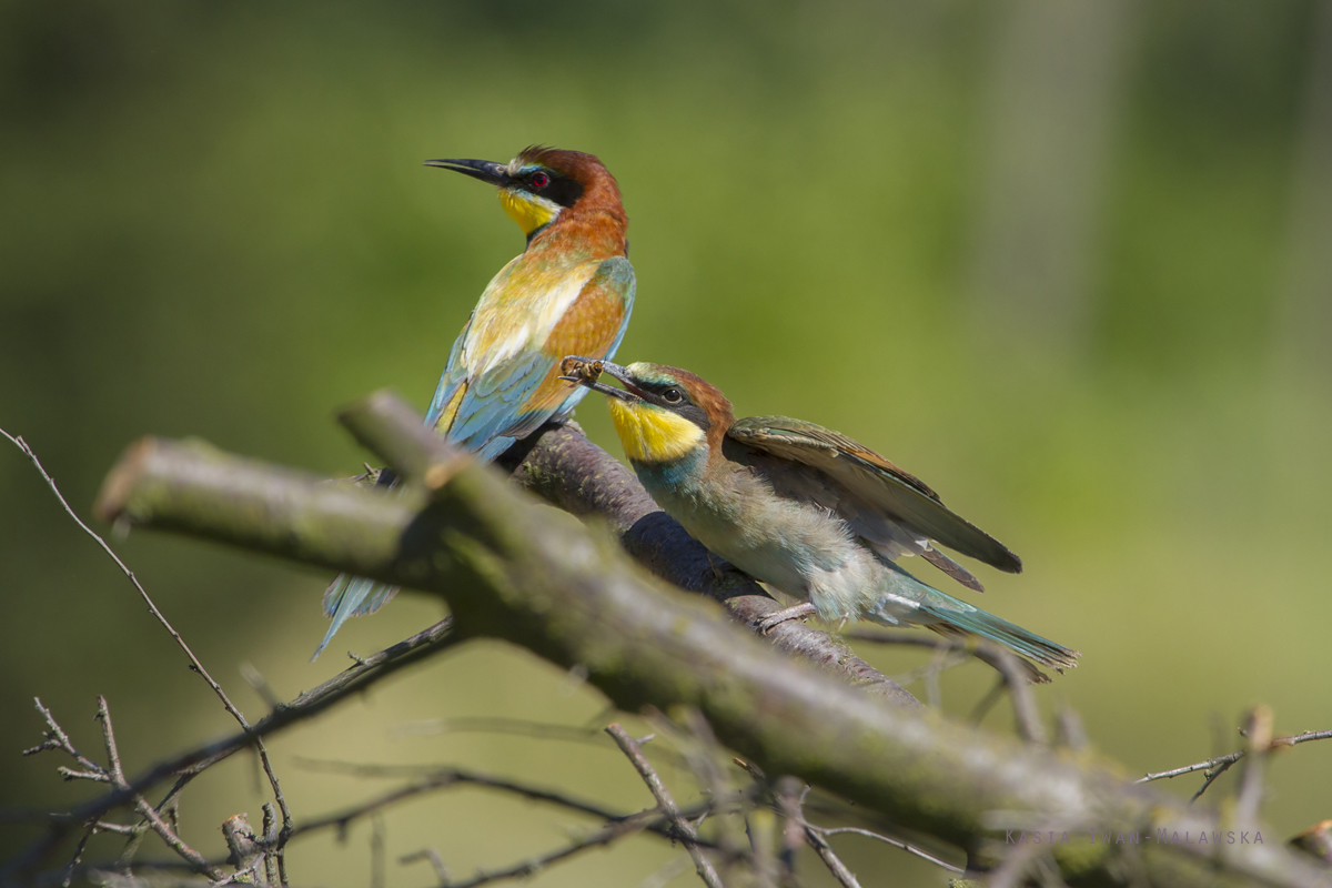 European, Bee-eater, Merops, apiaster