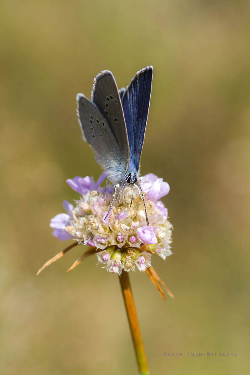 Polyommatus, semiargus, Small, Blue, lepidoptera