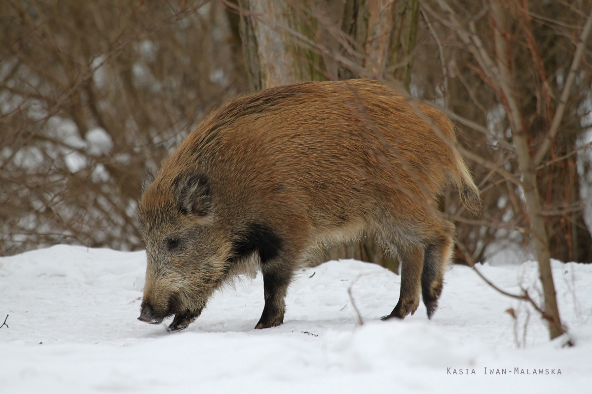 Dzik, Sus, scrofa, ssaki