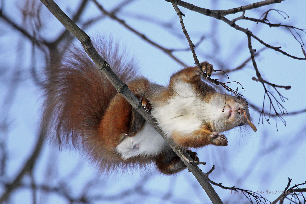 Wiewirka, Sciurus, vulgaris, pospolita, ssaki