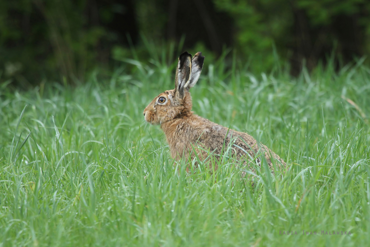 European, Lepus, europaeus, Brown, Hare, Eastern, Jackrabbit