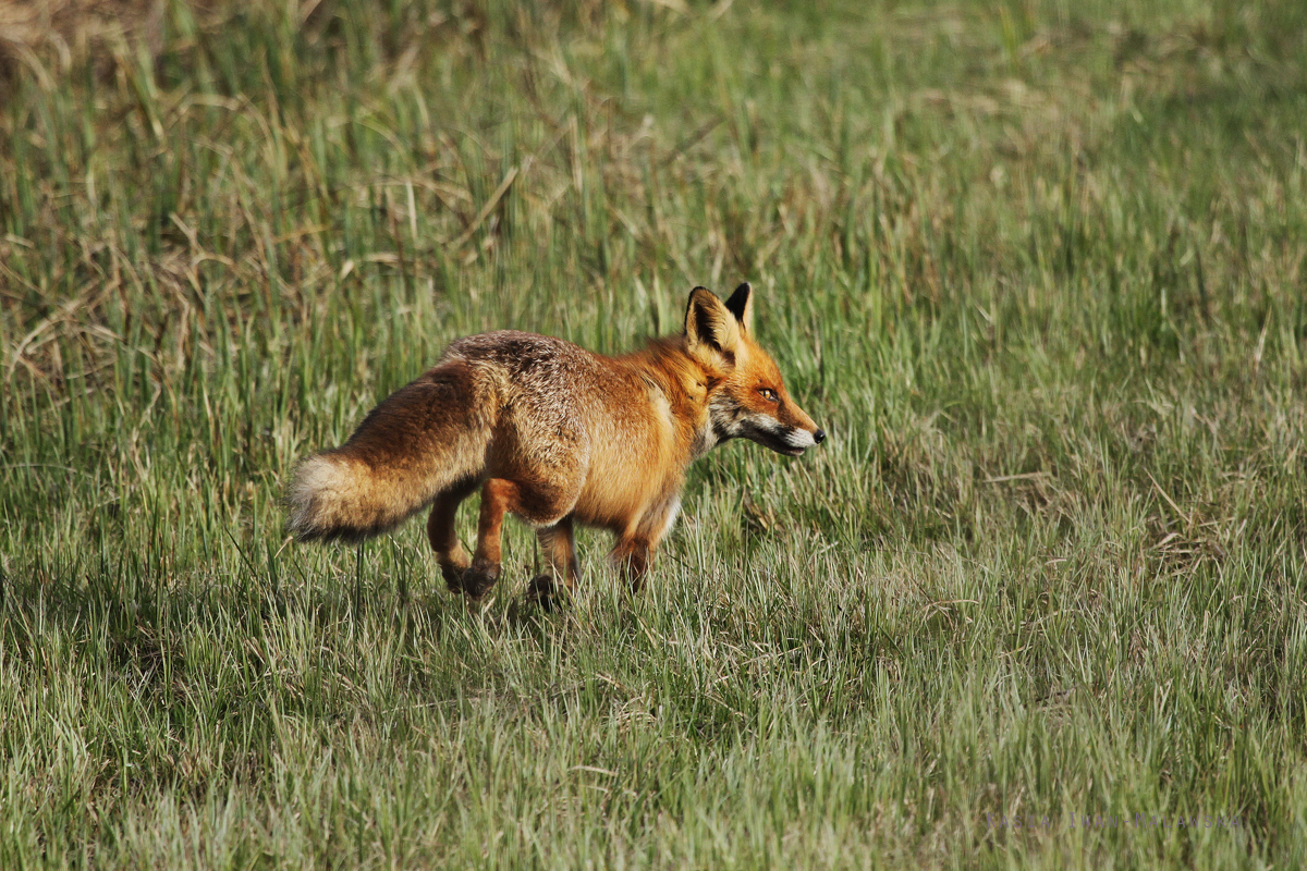 Red, Fox, Vulpes, vulpes