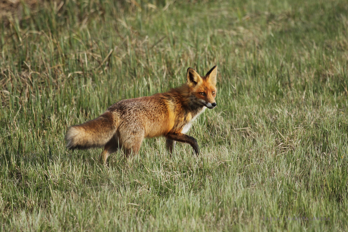 Red, Fox, Vulpes, vulpes