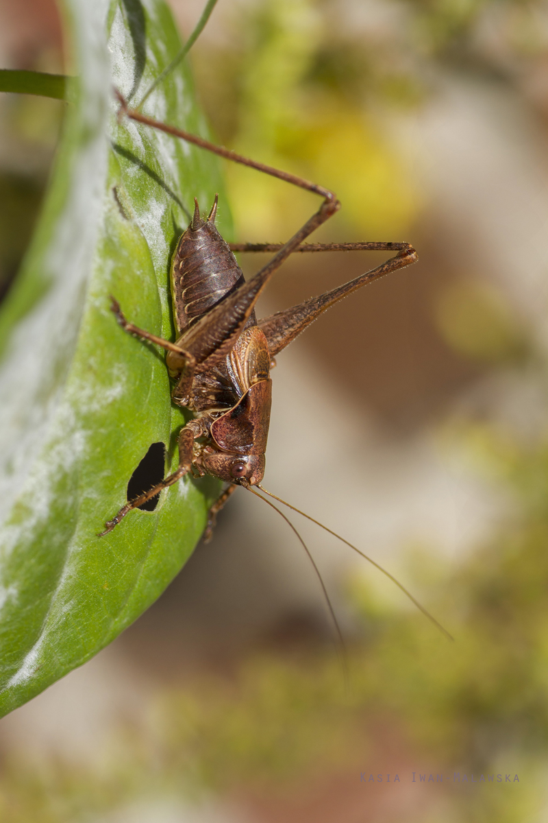 Pholidoptera, griseoaptera, Dark, Bush-cricket, orthoptera