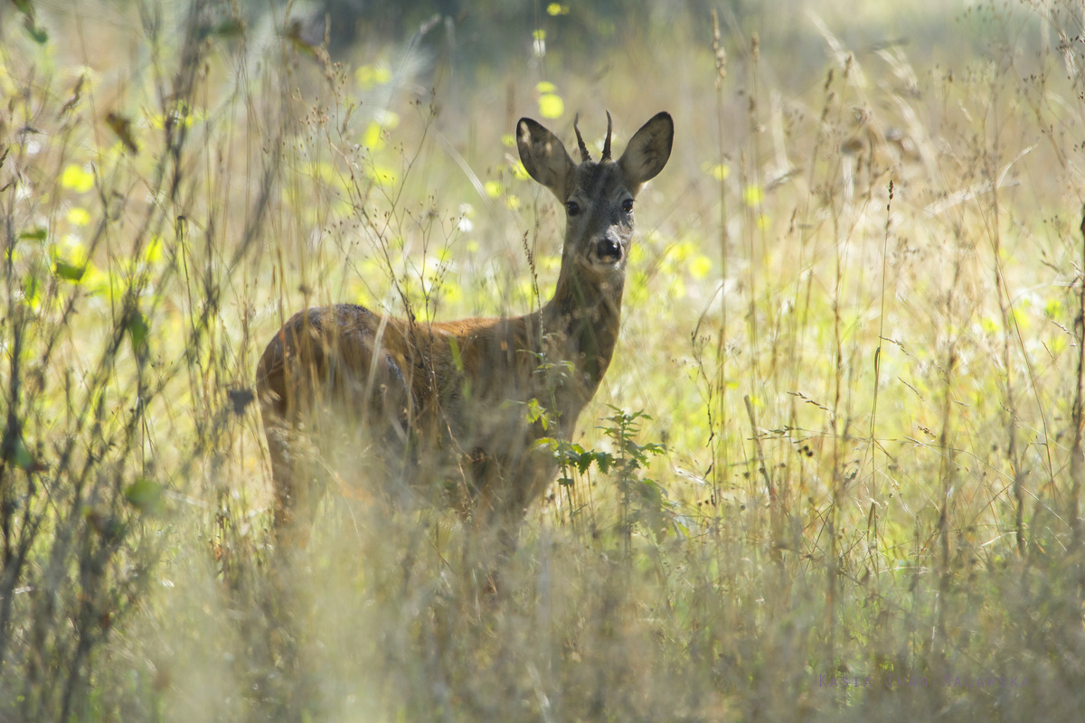 Roe, Deer, Capreolus, capreolus