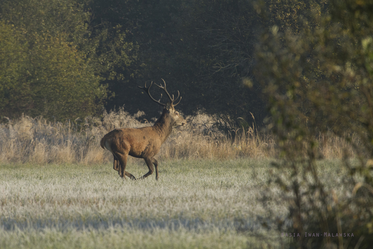 Red, Deer, Cervus, elaphus