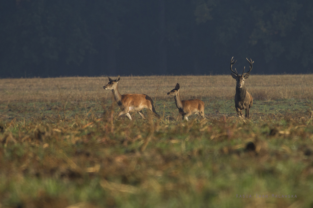 Cervus, elaphus, Jele, szlachetny, ssaki