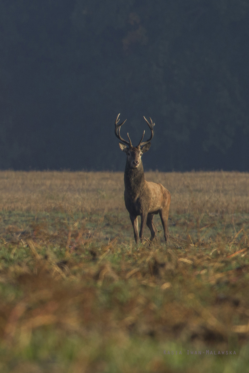 Red, Deer, Cervus, elaphus