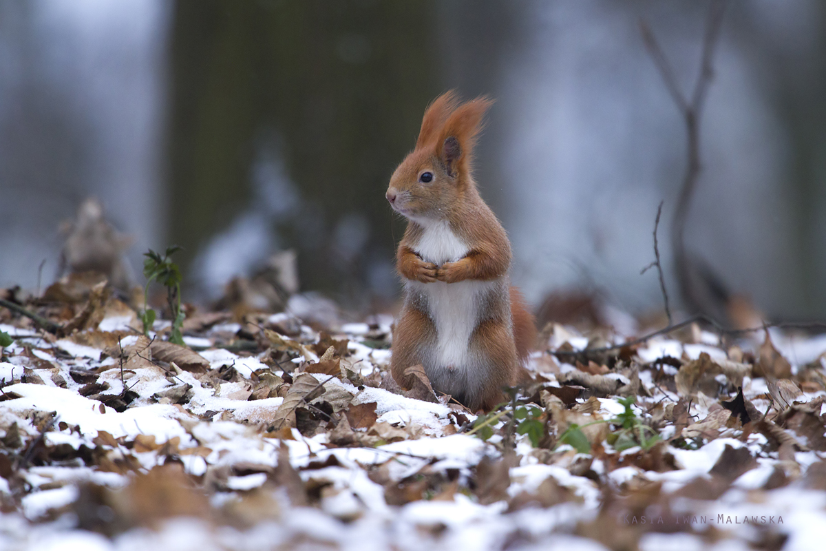 Wiewirka, Sciurus, vulgaris, pospolita, ssaki