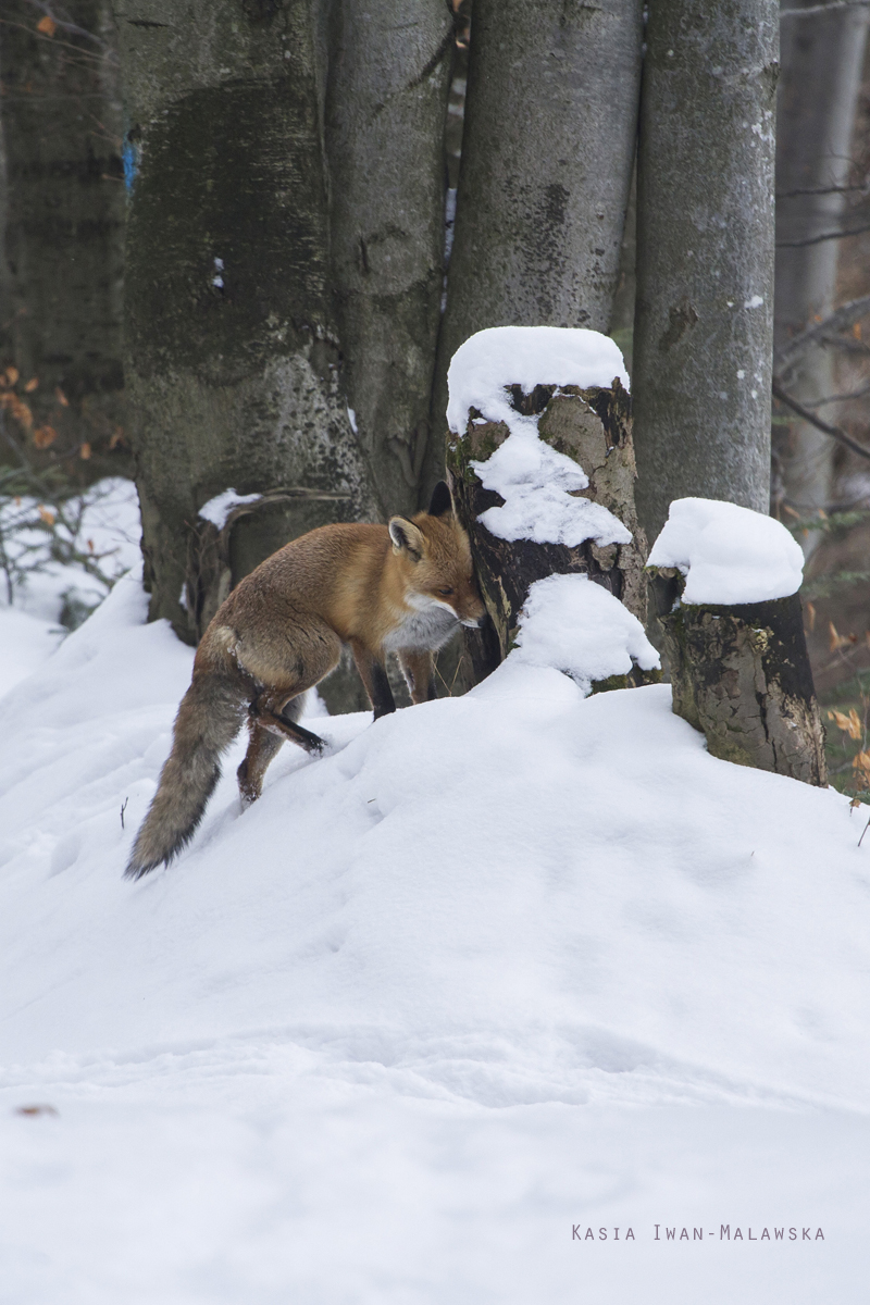 Red, Fox, Vulpes, vulpes