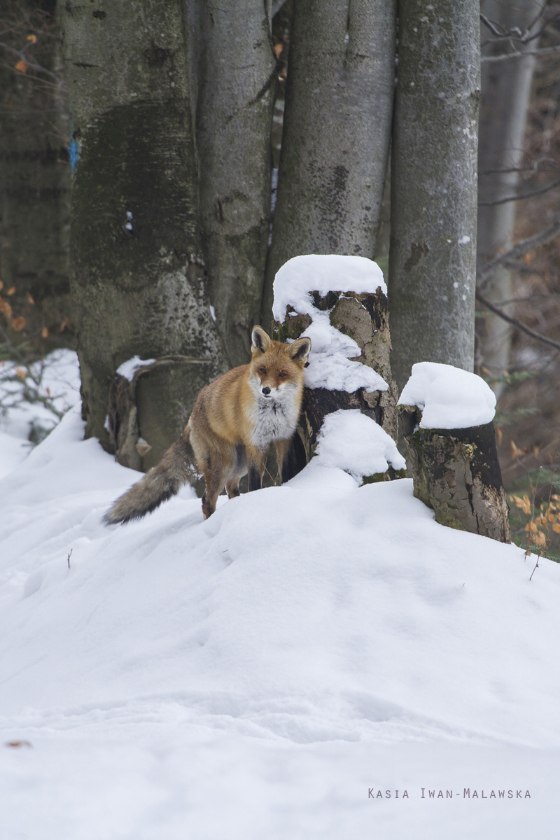 Red, Fox, Vulpes, vulpes