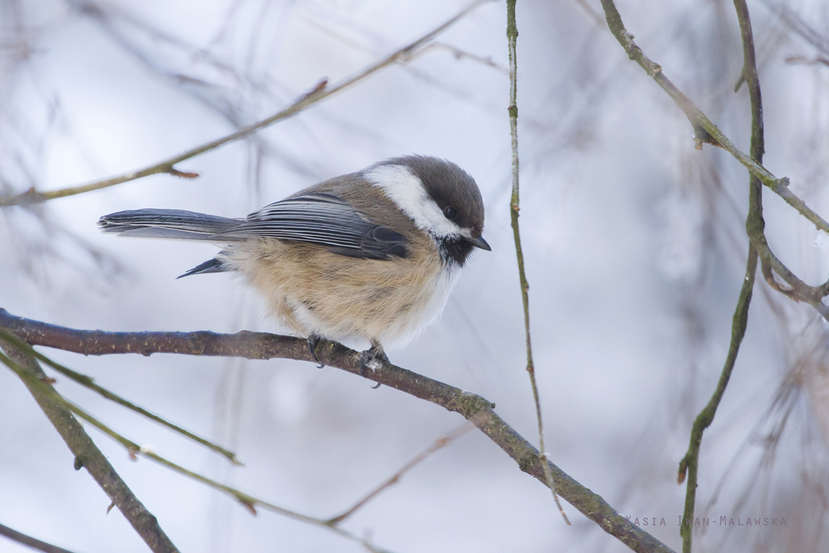 Grey-headed, Chickadee, Poecile, cinctus, Varanger, winter