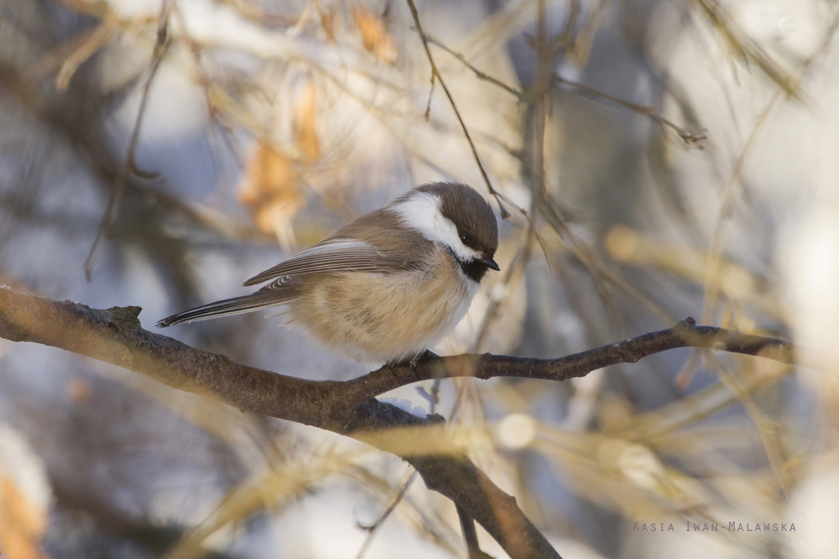 Grey-headed, Chickadee, Poecile, cinctus, Varanger, winter