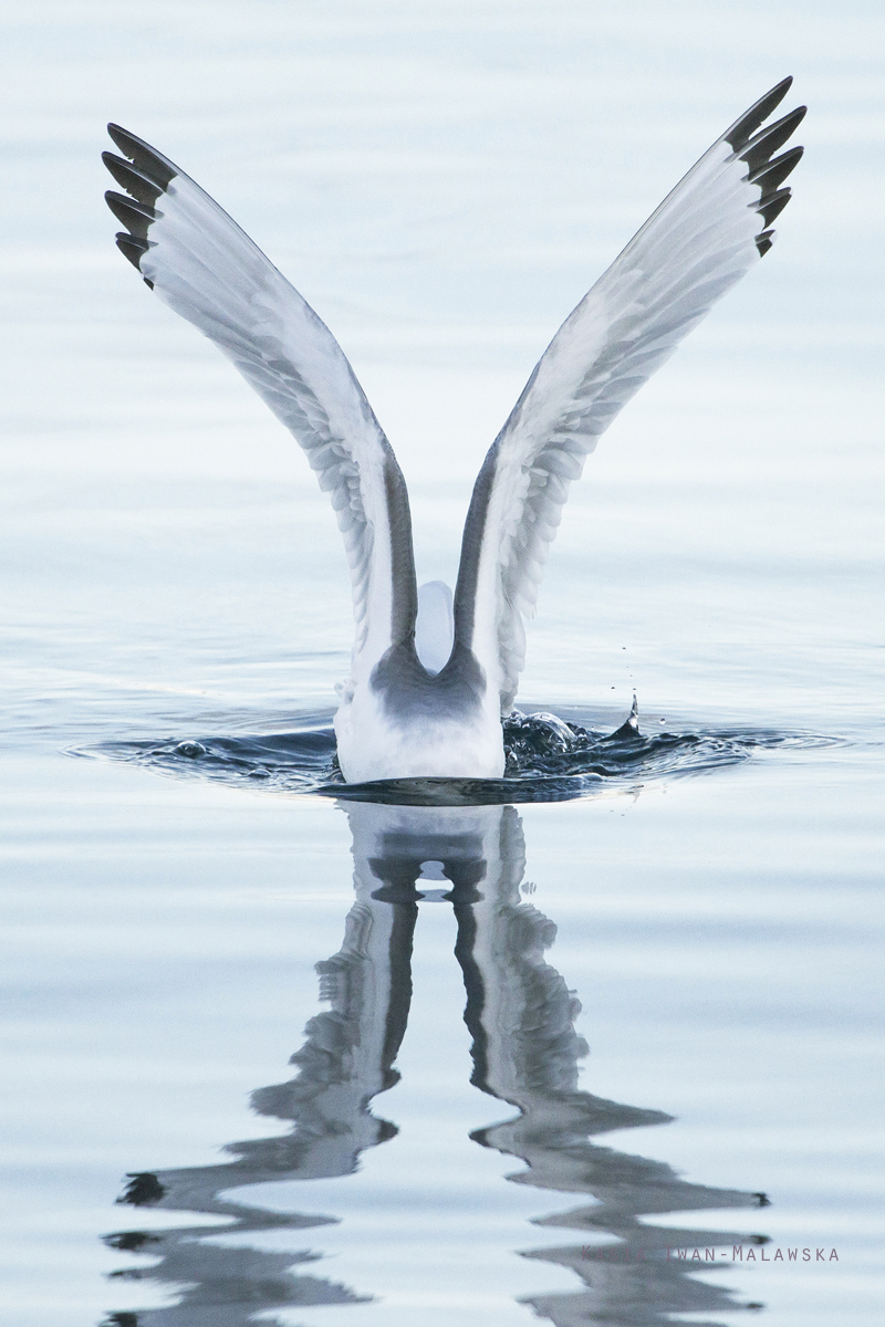 Black-legged, Kittiwake, Rissa, tridactyla, Varanger, winter