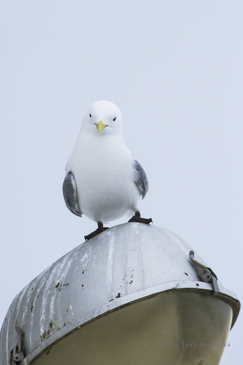 Mewa, trjpalczasta, Rissa, tridactyla, Varanger, zima, ptaki