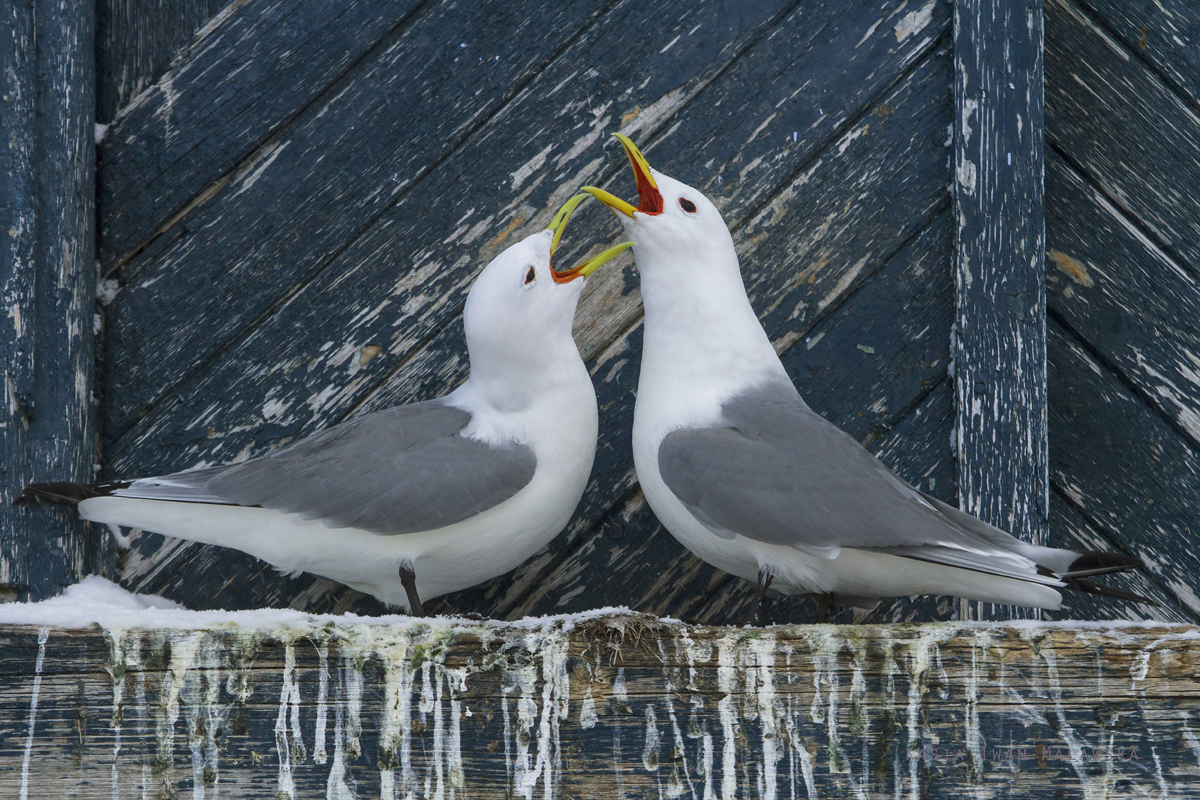 Mewa, trjpalczasta, Rissa, tridactyla, Varanger, zima, ptaki