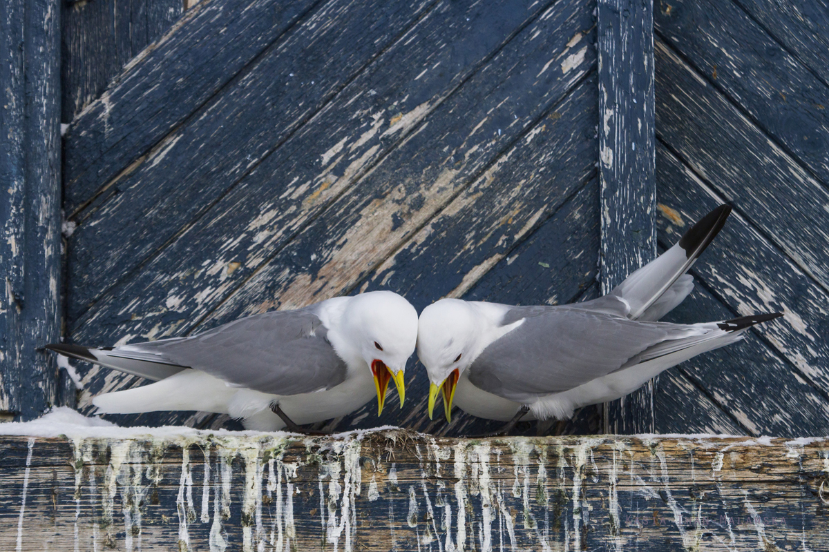 Black-legged, Kittiwake, Rissa, tridactyla, Varanger, winter