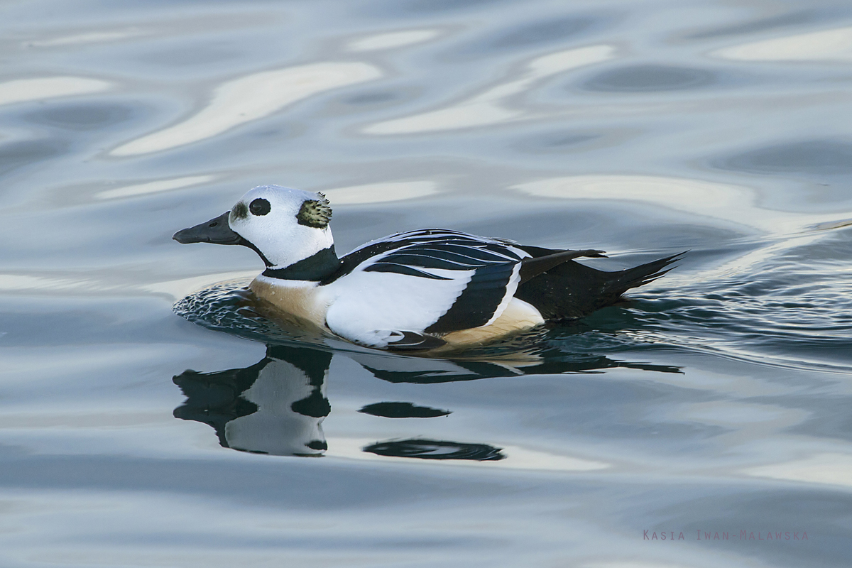 Birginiak, Polysticta, stelleri, Varanger, zima, ptaki